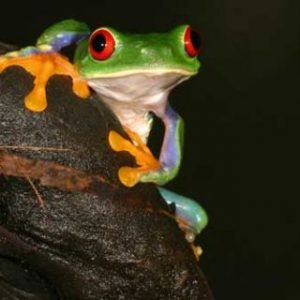 Can You Correctly Answer 20 Random Questions? Quiz Amphibians