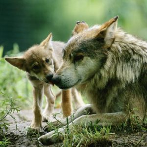 Can You Correctly Answer 20 Random Questions? Quiz Mammals