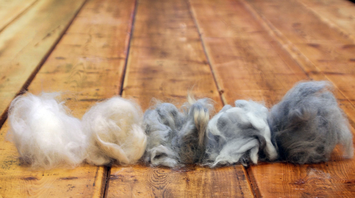 angora wool