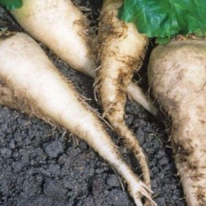 Can You Correctly Answer 20 Random Questions? Quiz Sugar beet