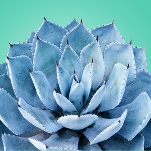 Can You Correctly Answer 20 Random Questions? Quiz Agave