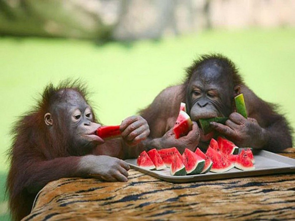 Everyone Has a Meal That Matches Their Personality — Here’s Yours cute animal eating2