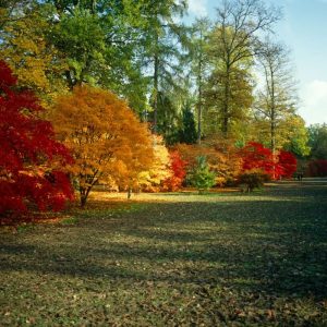 Everyone Has a British Food That Matches Their Personality – Here’s Yours Westonbirt Arboretum
