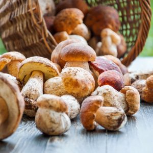 Sandwich Best Quality Quiz Mushrooms