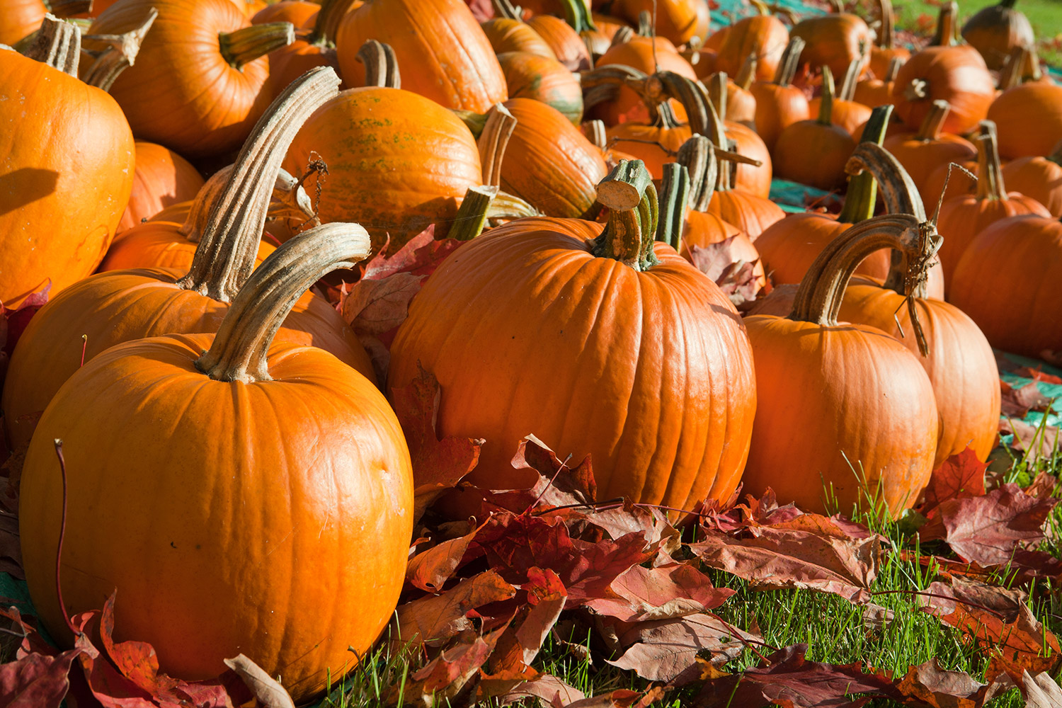 🍆 Do You Actually Know How These Foods Grow? pumpkins
