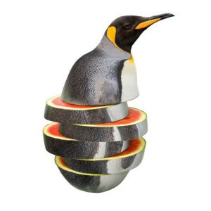What Fruit Am I? Penguimelon
