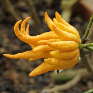 What Fruit Am I? Buddha’s hand