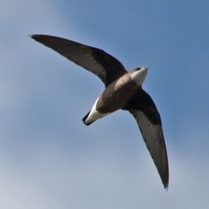 How Well Can You Actually Do in an Elementary School Exam? White-throated needletail