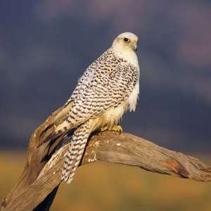 How Well Can You Actually Do in an Elementary School Exam? Gyrfalcon
