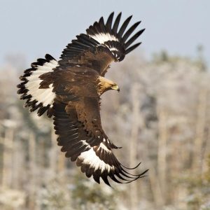 How Well Can You Actually Do in an Elementary School Exam? Golden eagle