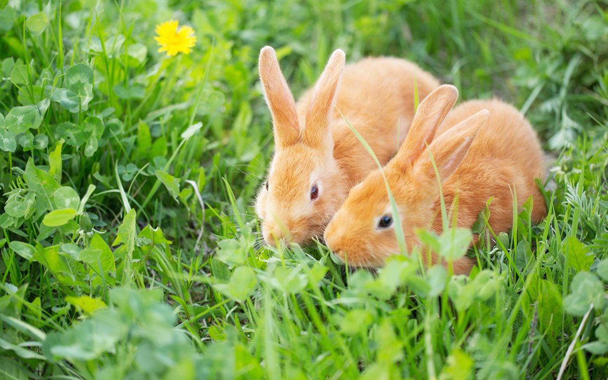 If You Can Score 15/20 on This Quiz, You’re Definitely an 🐾 Animal Expert rabbits