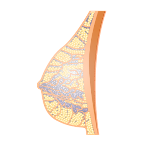 ⚗️ Can We Guess Your Education Level by the Science You Know? Mammary gland