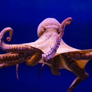 Can We Accurately Guess Your Zodiac Element Just by the Team of Animals You Build? Octopus