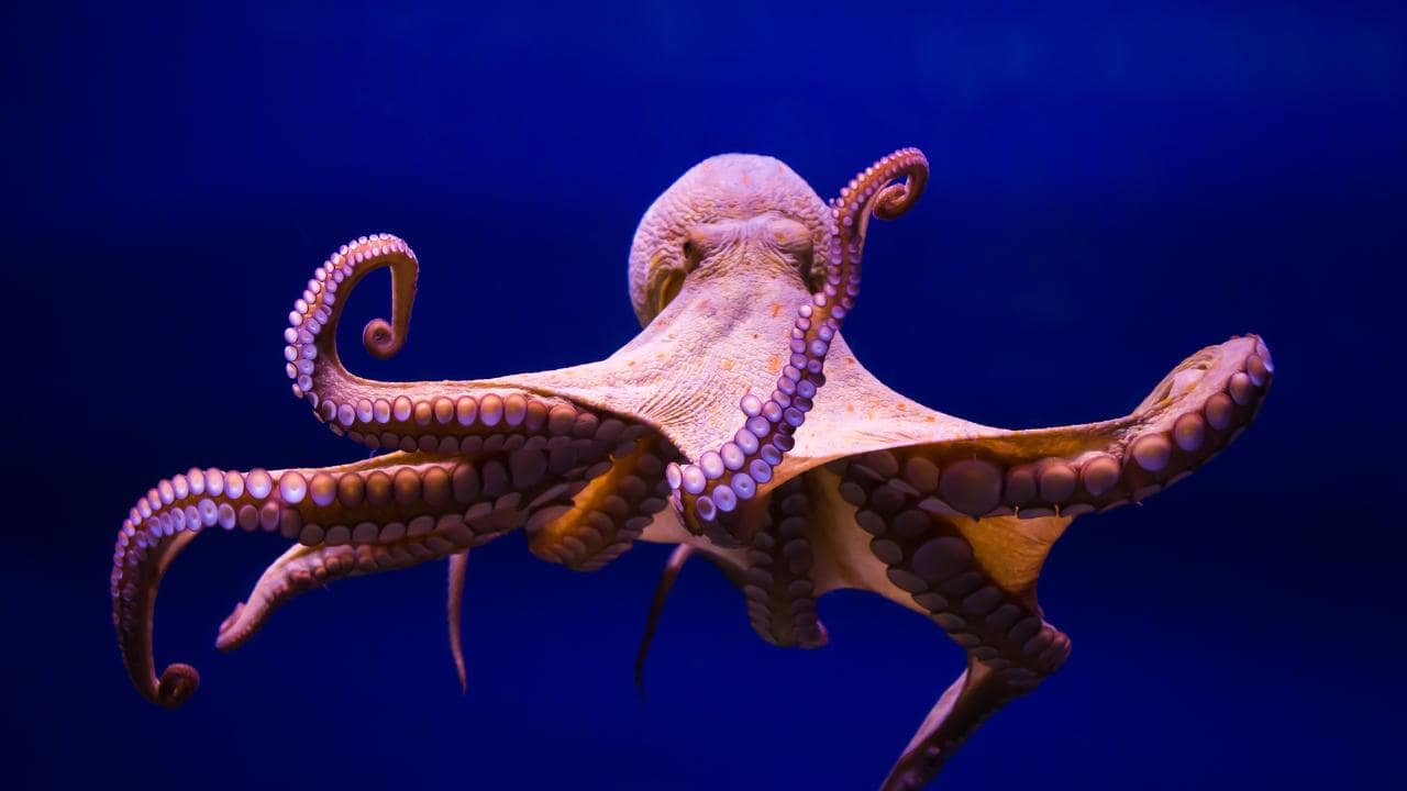 🦒 I Bet You Can’t Spell the Names of 10/20 of These Common Animals octopus