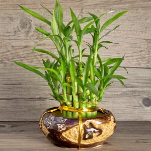 ⚗️ Can We Guess Your Education Level by the Science You Know? Bamboo
