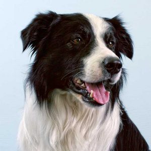 🐶 Pick Your Favorite Dog Breeds and We’ll Tell You Your Personality Border Collie