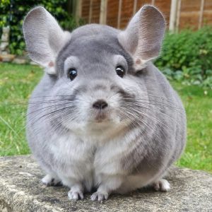 Not to Be Dramatic, But This General Knowledge Quiz Will Be the Hardest Thing You Do Today Chinchilla