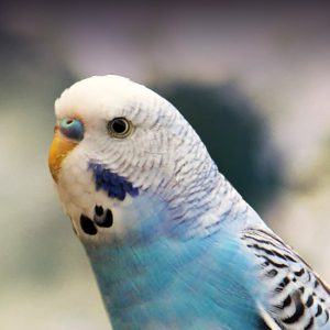 Everyone Has a Famous Person That Matches Their Personality — Here’s Yours Parakeet