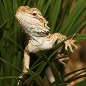 Everyone Has a Famous Person That Matches Their Personality — Here’s Yours Bearded dragon