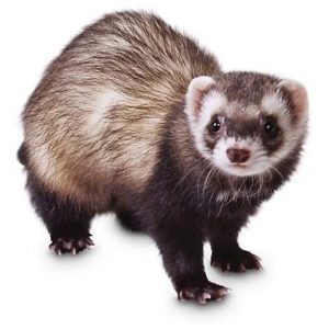 Everyone Has a Famous Person That Matches Their Personality — Here’s Yours Ferret