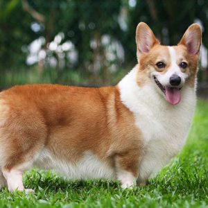 🐶 Pick Your Favorite Dog Breeds and We’ll Tell You Your Personality Corgi