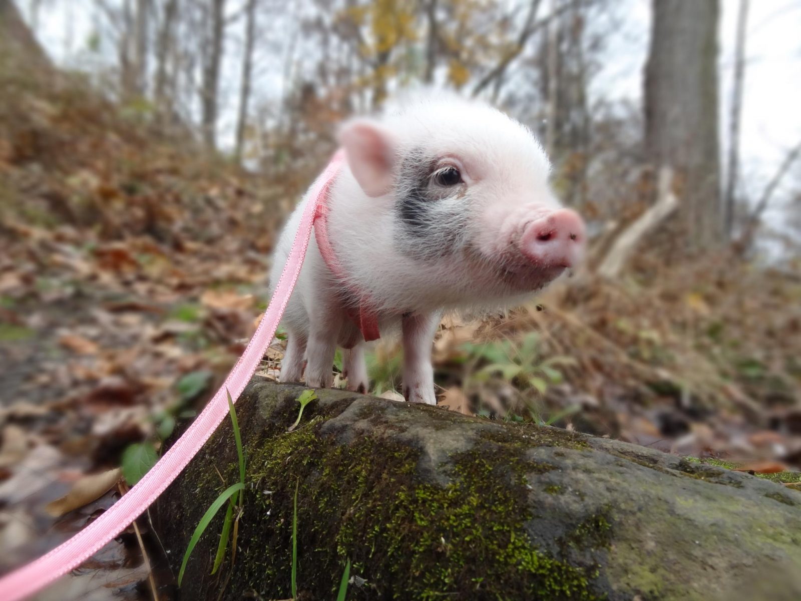 Which Famous Person Are You? 14 teacup pig