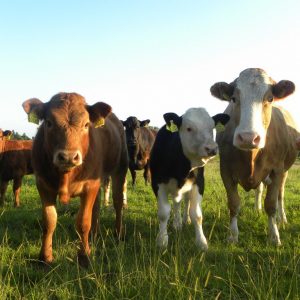 Let’s See If You Know Enough to Get 20/25 on This Mixed Knowledge Quiz Cow