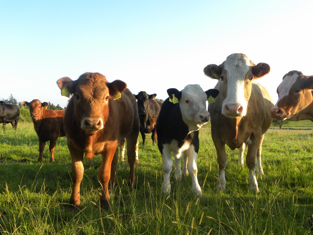 Challenge Yourself in This General Knowledge Quiz — Do You Have What It Takes to Score 75%? cows