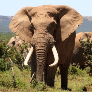 Can You Get Through This Quiz Without Getting Tricked? Elephant tusk