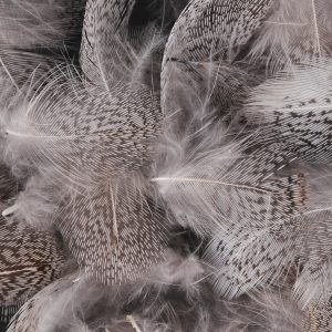 Can You Answer These Questions That Everyone Should Know? Feathers