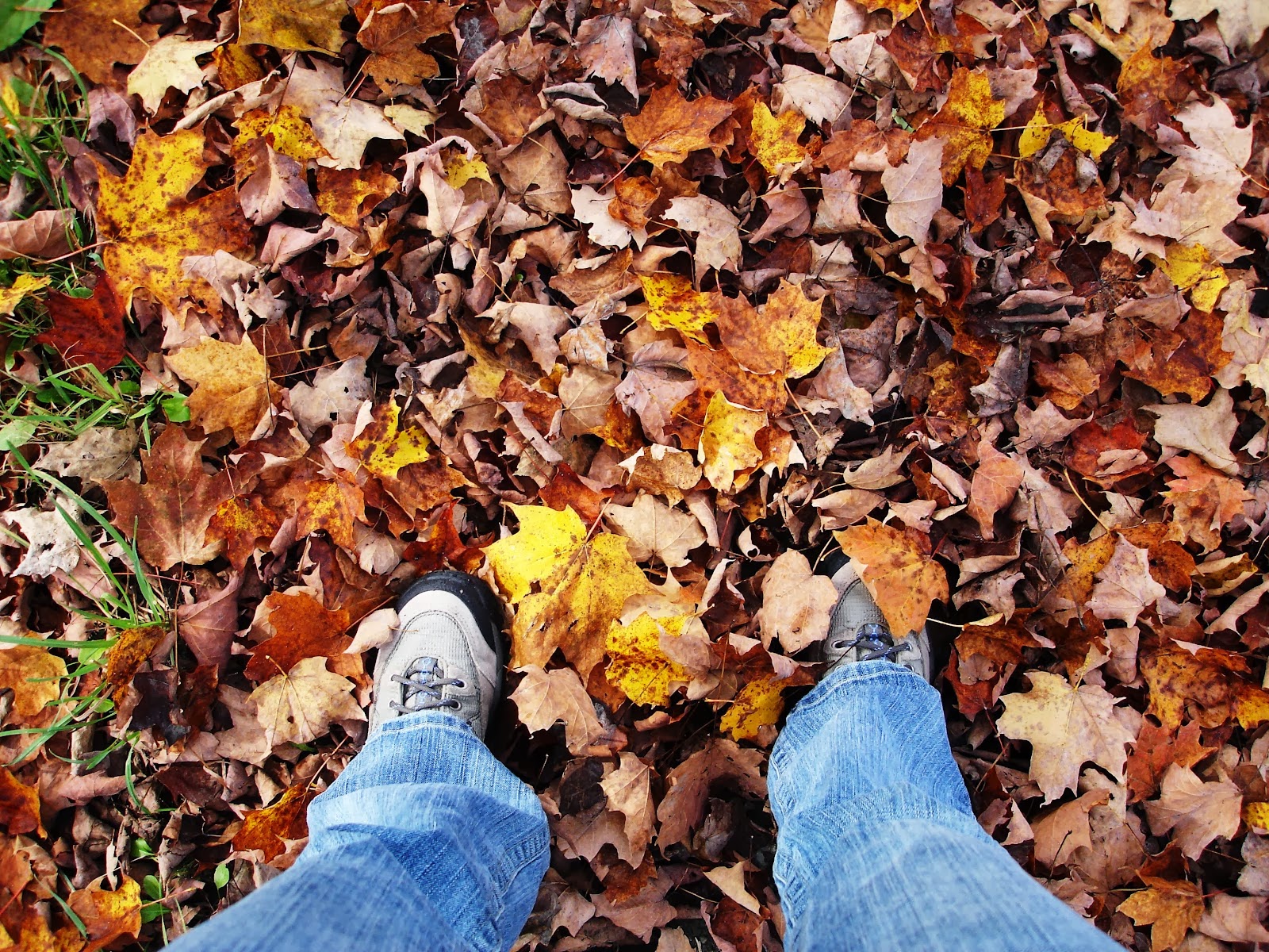 You got: Leaves Crunching! 🔔 What Sound Are You?