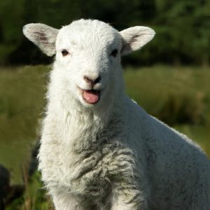 Can We Accurately Guess Your Zodiac Element Just by the Team of Animals You Build? Sheep