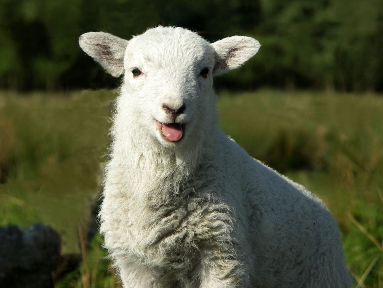 7 in 10 People Can’t Get Over 18 on This 24-Question English Quiz sheep bleating