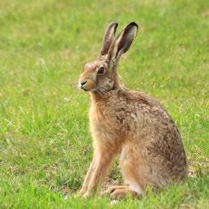 If You Score Less Than 10 On This Animal Quiz, You Need To Go Back To 4th Grade Hare