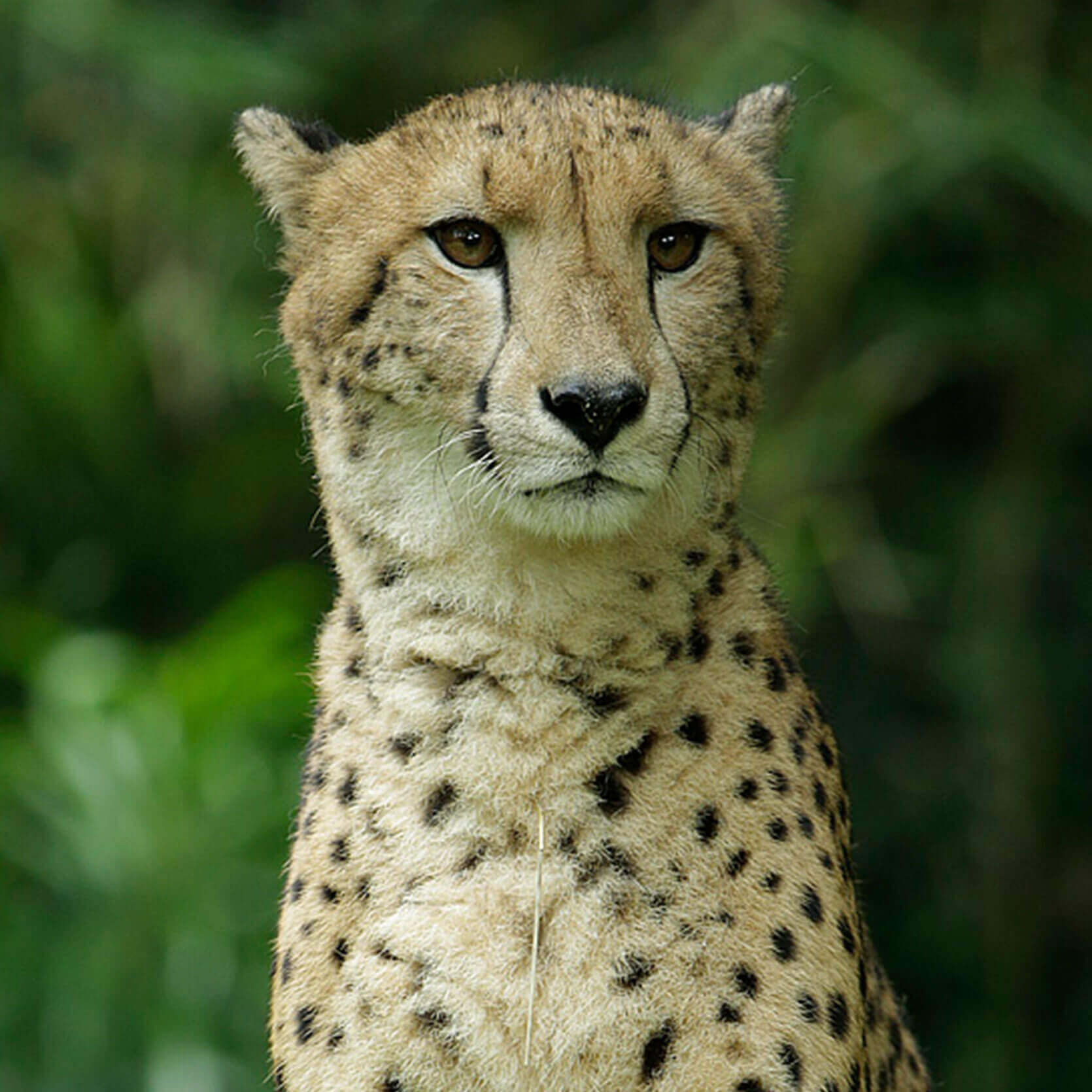 🦁 Can You Actually Survive These Wild Animal Attacks? Quiz Cheetah