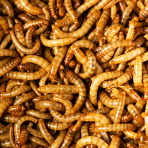 Can You Pass an Elementary School Science Exam? Worms