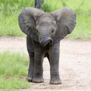 How Well Will You Do in Elementary School Today? African elephant