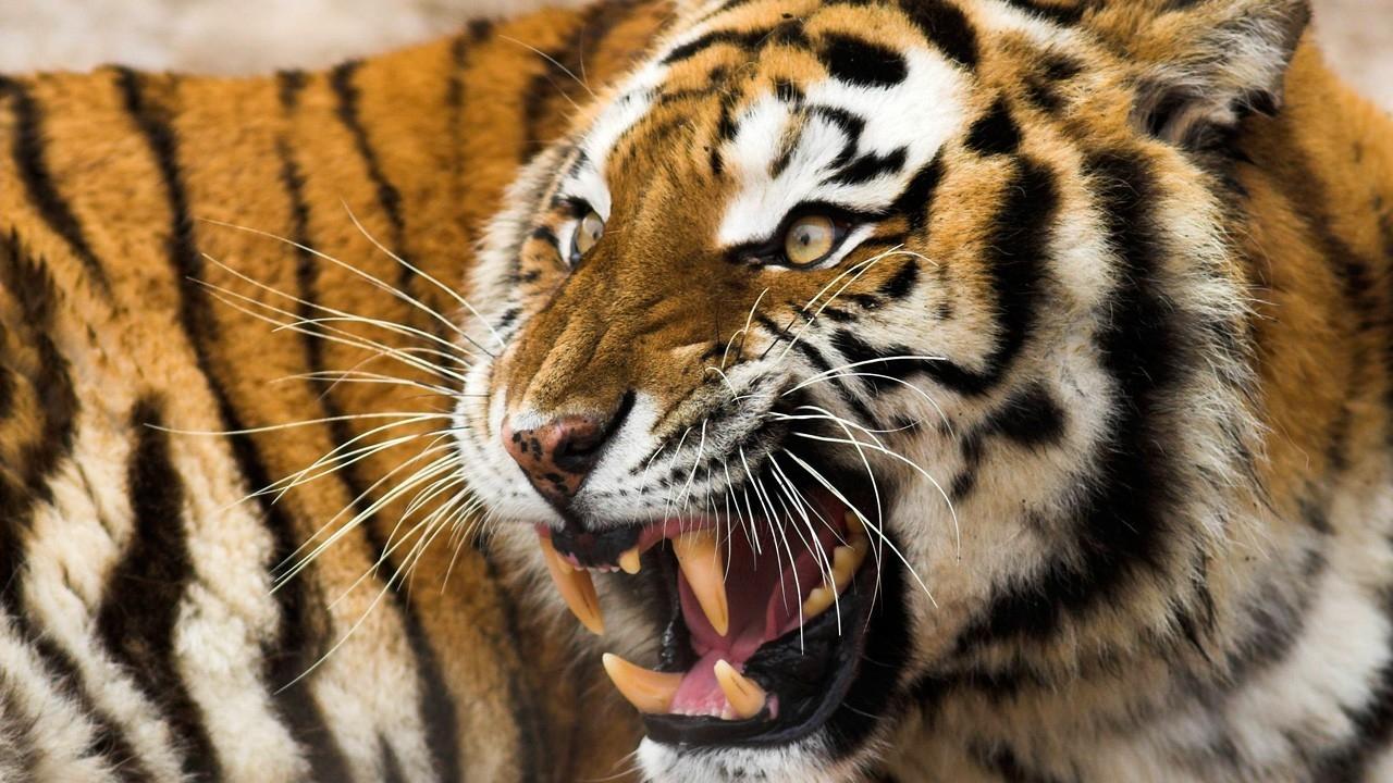 Can You Pass an Elementary School Science Exam? predator animal carnivore tiger
