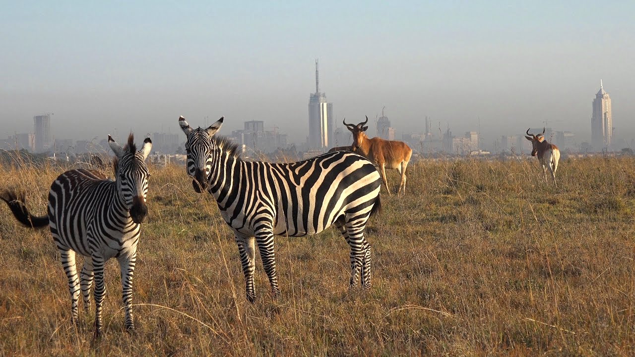 Do You Have the Smarts to Get an ‘A’ On This Geography Test? Nairobi, Kenya, zebras