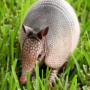 How Well Will You Do in Elementary School Today? Armadillo