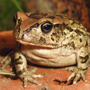 85% Of People Can’t Get 12/15 on This Easy General Knowledge Quiz. Can You? Frogs