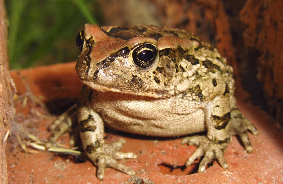 Can You Match These Animals With Their Natural Food Source? frogs