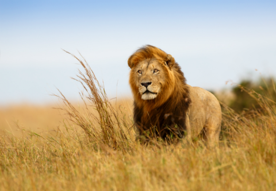 🦁 Can You Actually Survive These Wild Animal Attacks? Quiz lion