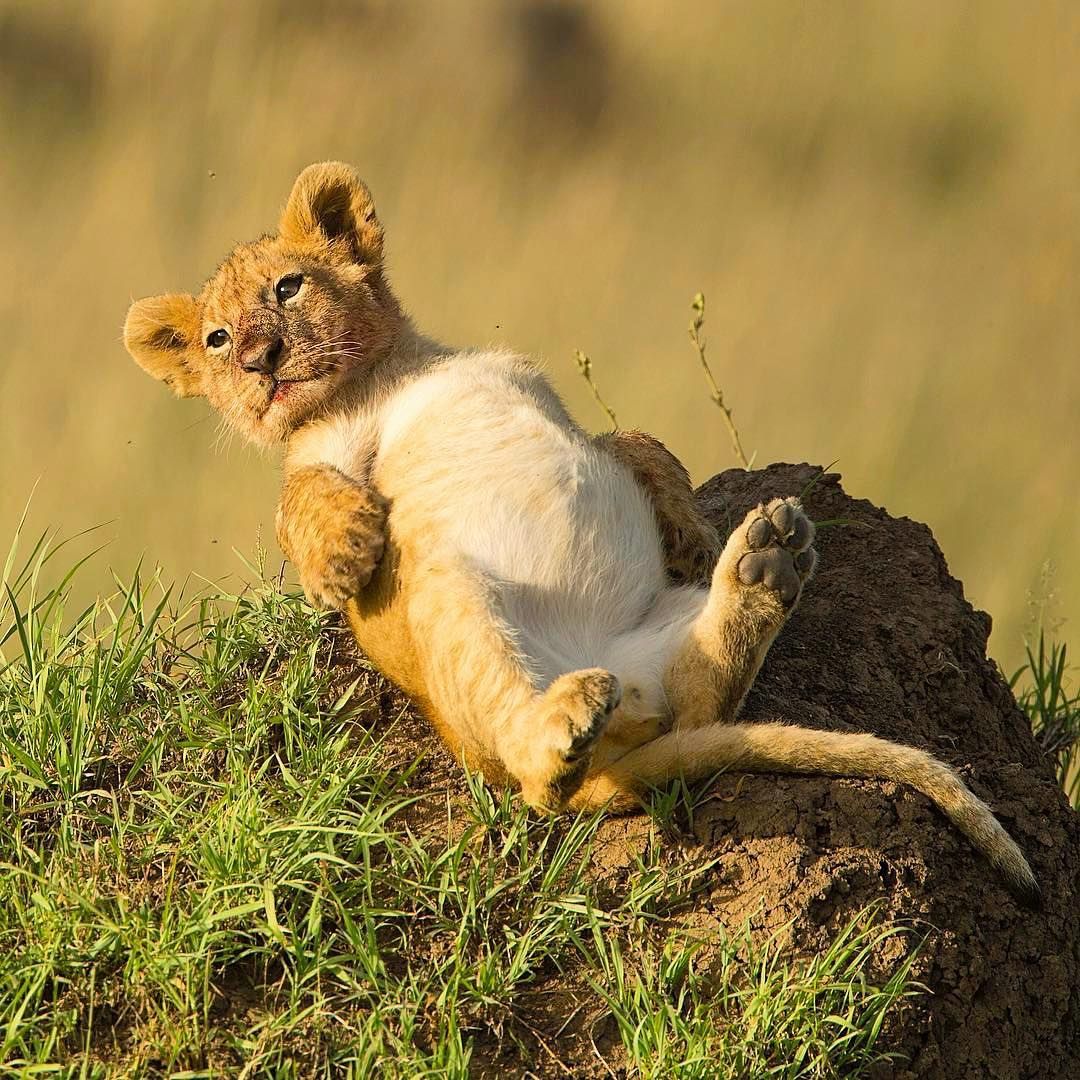 lion Belly