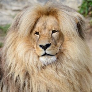 What Celebrity Do I Look Like? Lion
