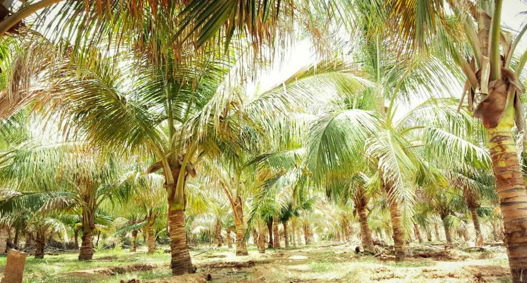 Can You Answer These Common Sense Questions That Everyone Should Know? coconut tree