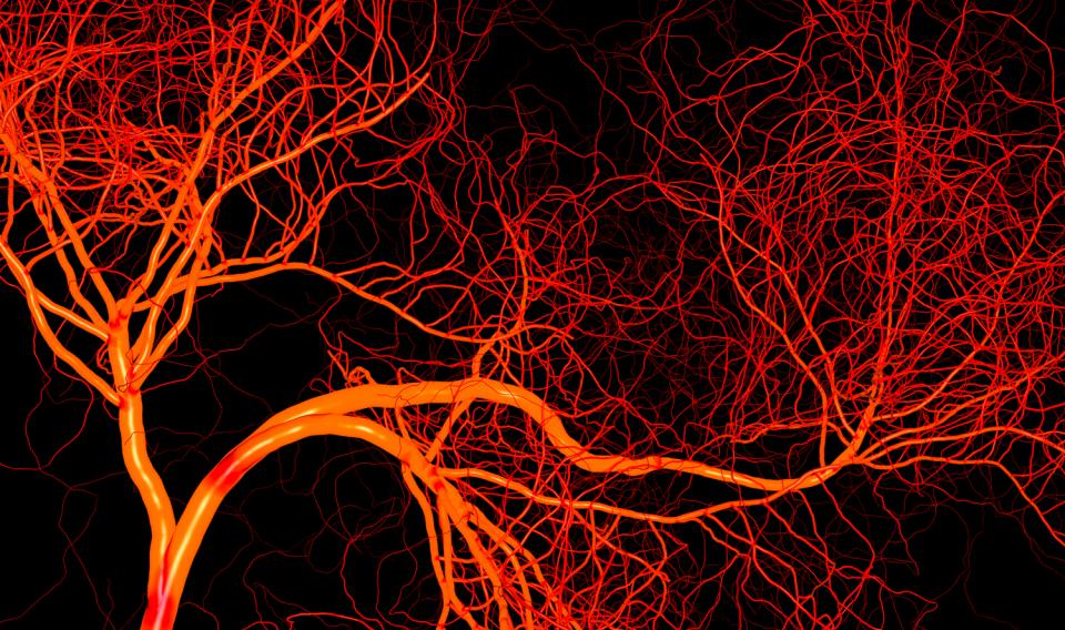 Science Quiz🧪: You're Genius-Level Intelligent If You Find This Easy Blood vessels