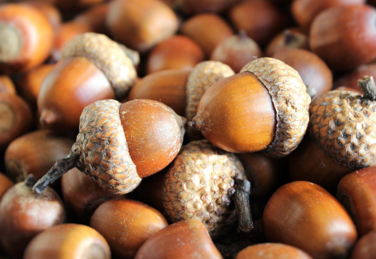 Autumn Trivia Quiz acorns