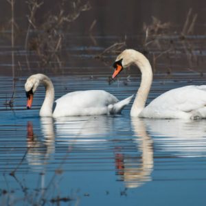 Christmas Trivia Quiz Swans a-swimming