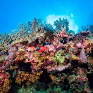 Splurge Your Entire Savings ✈️ Traveling the World to Find Out How Many Years You Have Left The Great Barrier Reef, Queensland, Australia